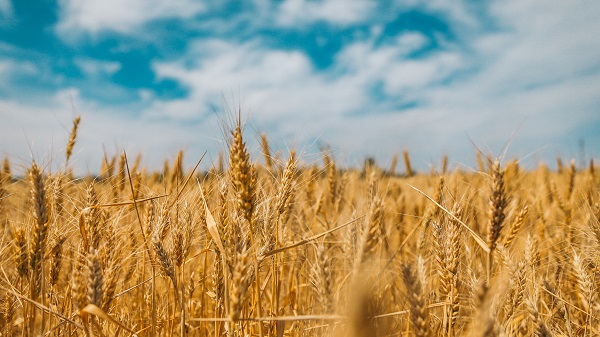 Poland and Two Other Countries Impose Ban: on Grain Imports from Ukraine